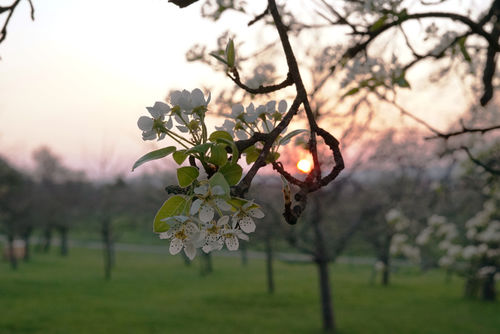 10. April 2020 - Sonnenuntergang Nr. 3: Auf den Obstwiesen zwischen Derendingen und Weilheim