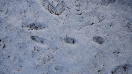 Winter-Retreat - Schnee und Tierspuren auf der Schwäbischen Alb!